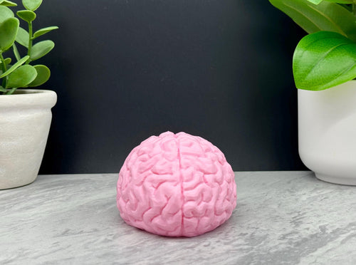 Brain Model, Brain Statue, Brain Decoration for Home, School, Work, Different Sizes and Fun Colors