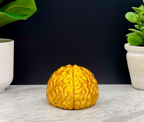 Brain Model, Brain Statue, Brain Decoration for Home, School, Work, Different Sizes and Fun Colors