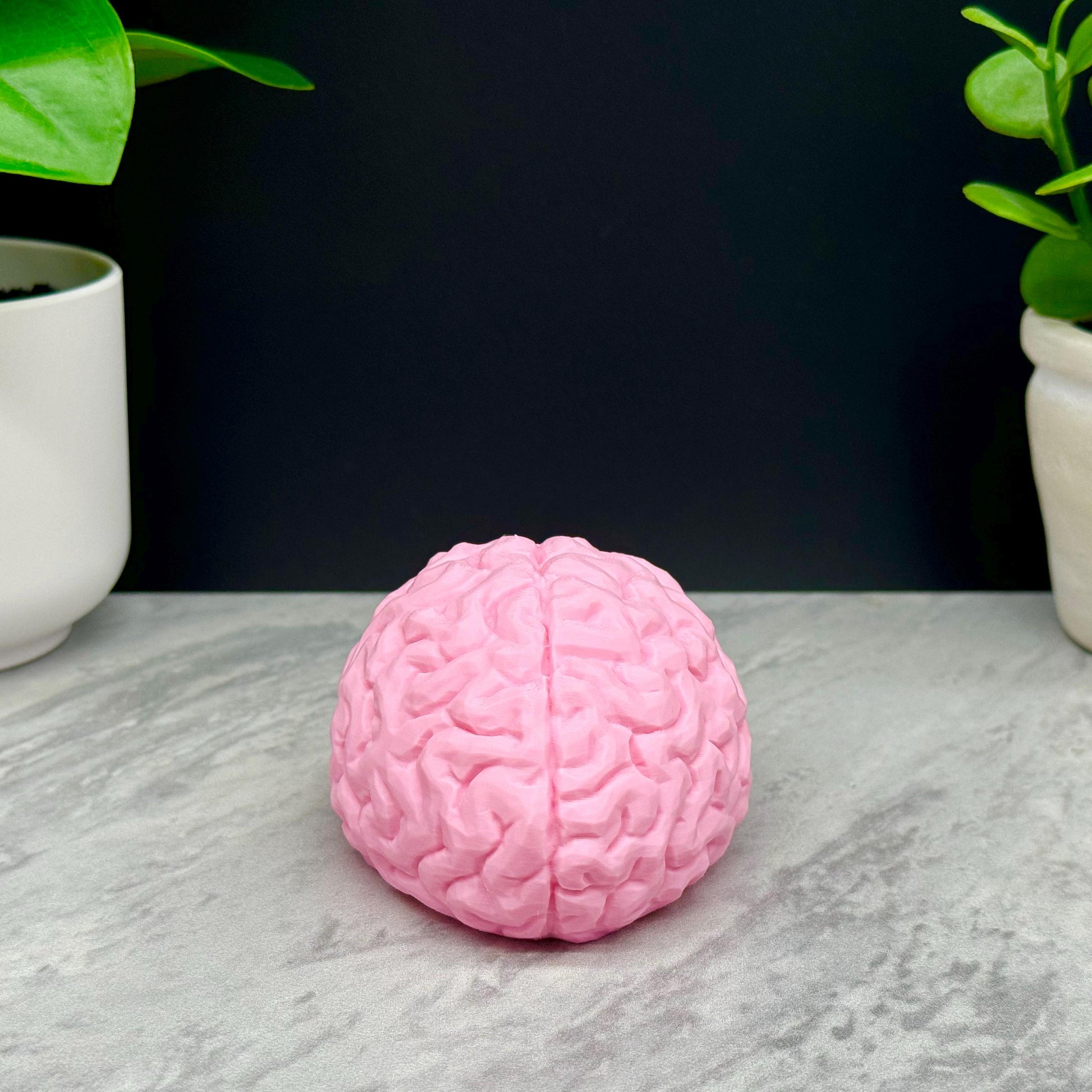 Brain Model, Brain Statue, Brain Decoration for Home, School, Work, Different Sizes and Fun Colors