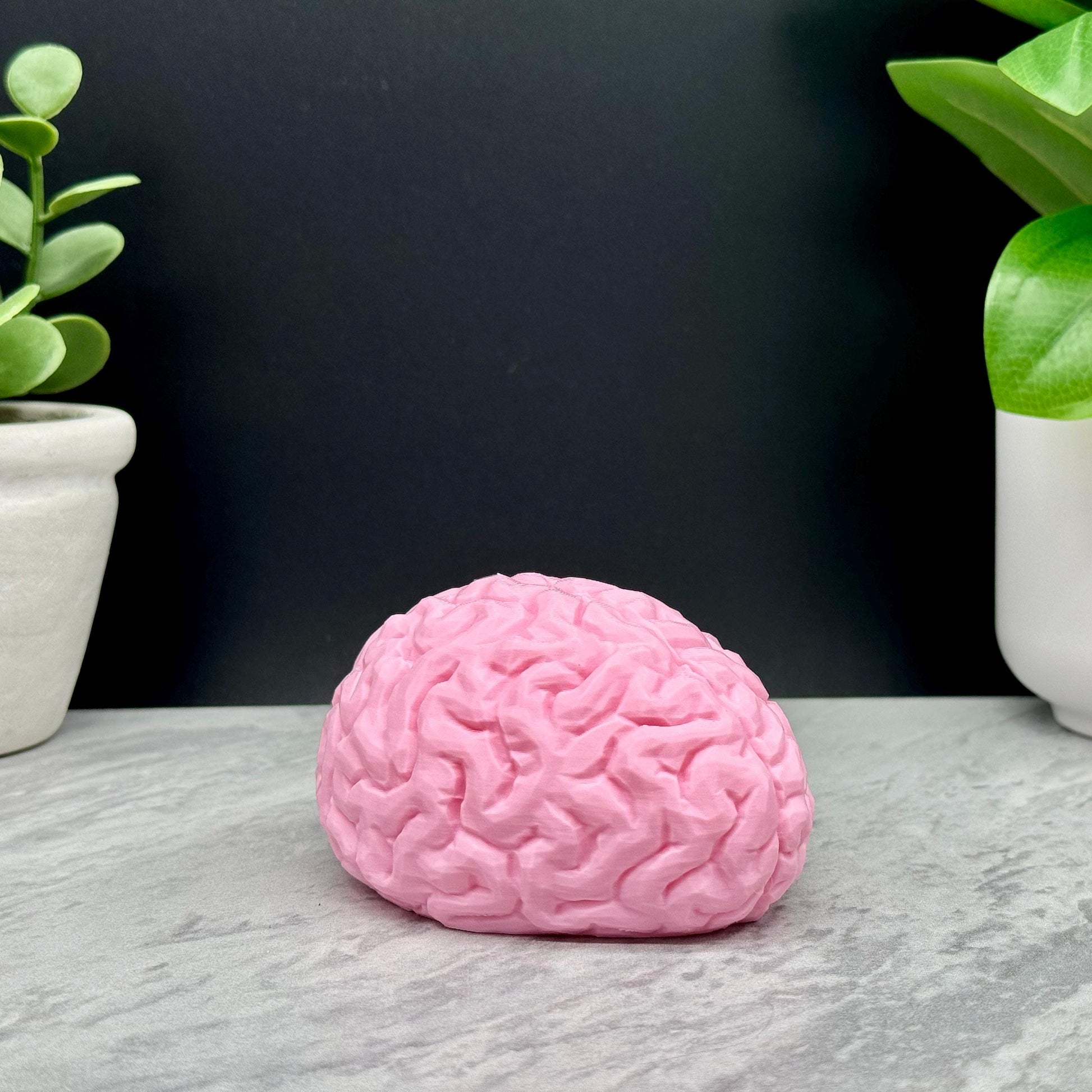 Brain Model, Brain Statue, Brain Decoration for Home, School, Work, Different Sizes and Fun Colors